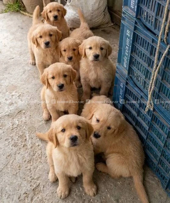 Goldenretriever female puppies on sale 2