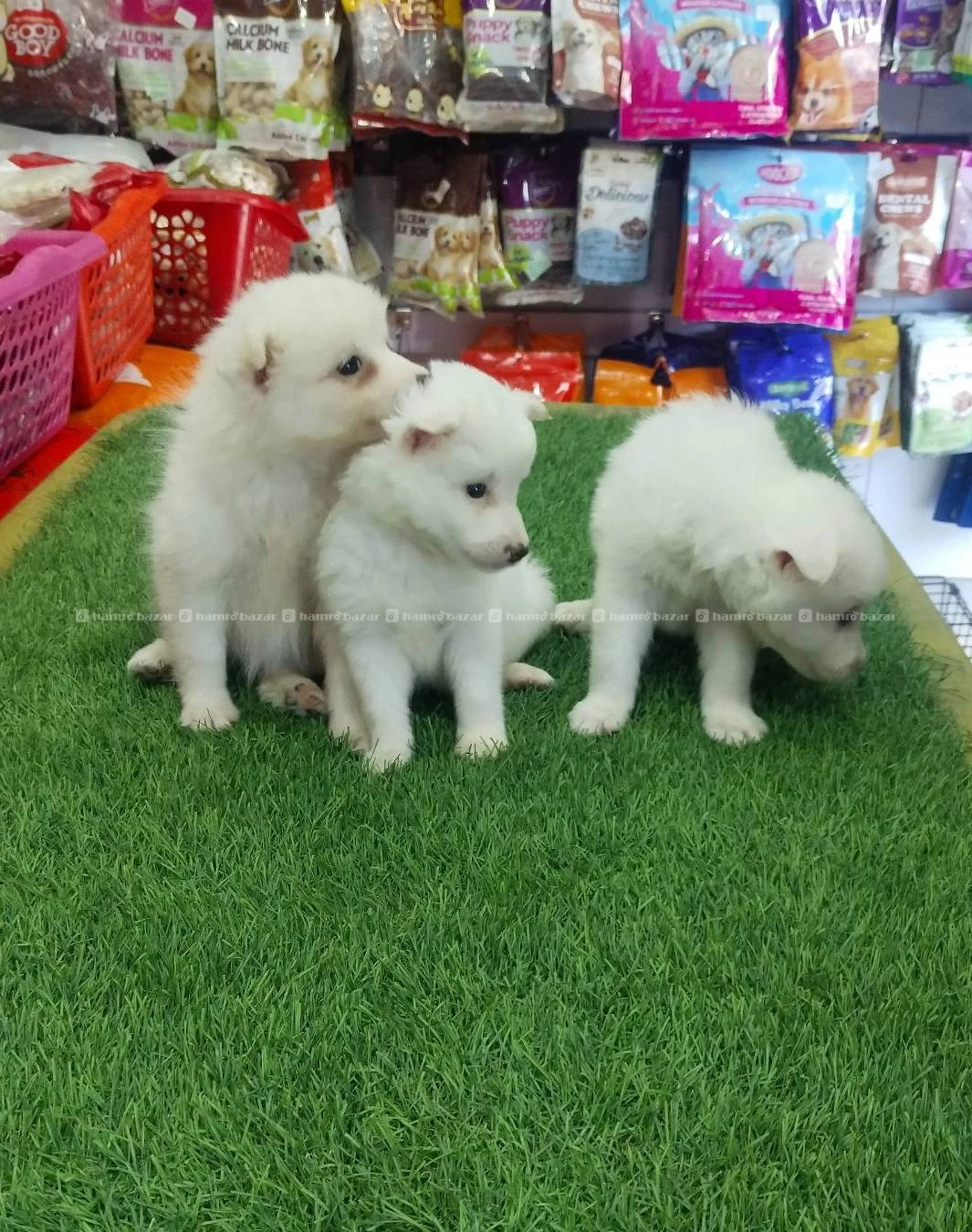Japanese spitz female puppy on sale 2