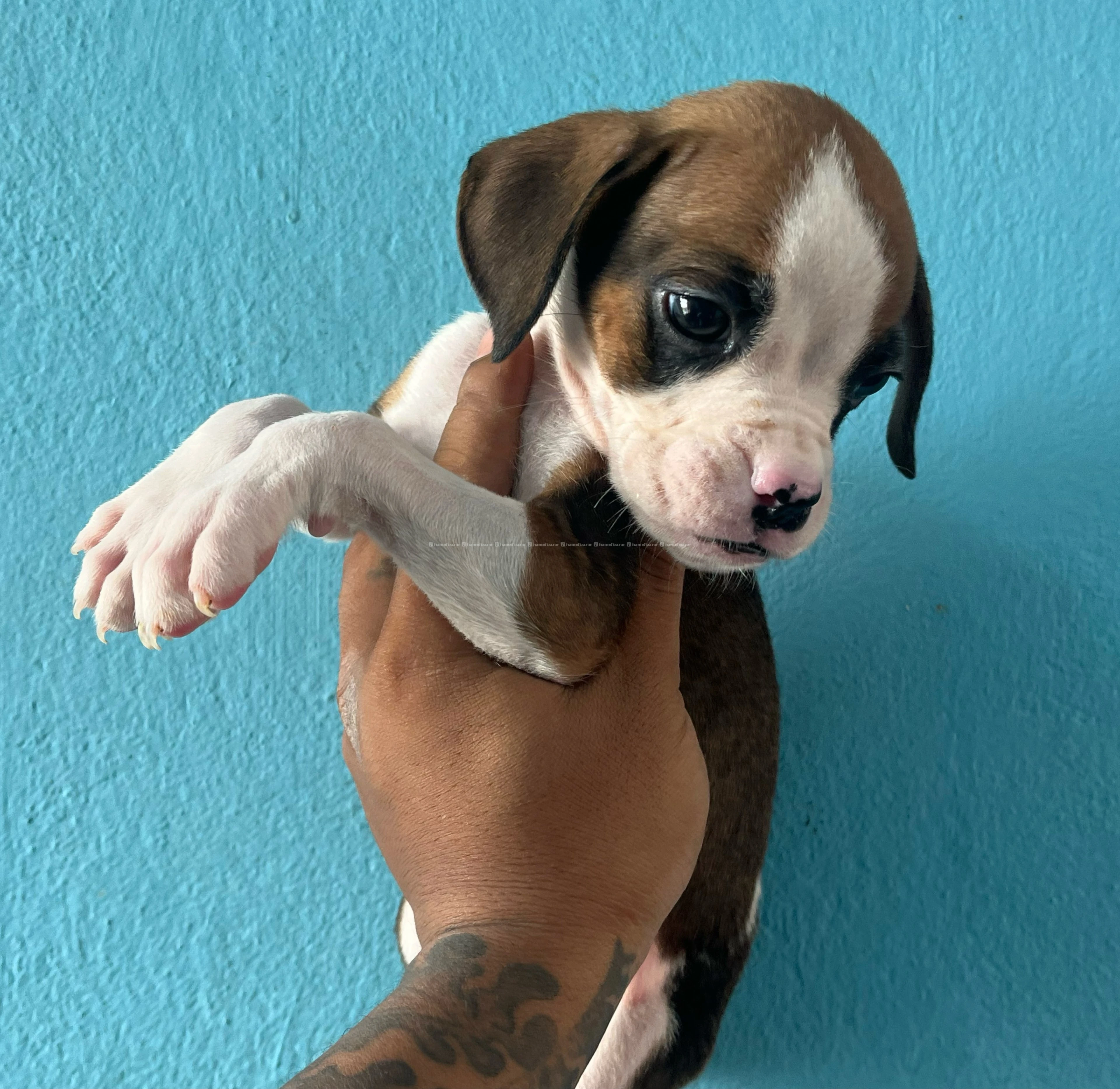 boxer puppy 5