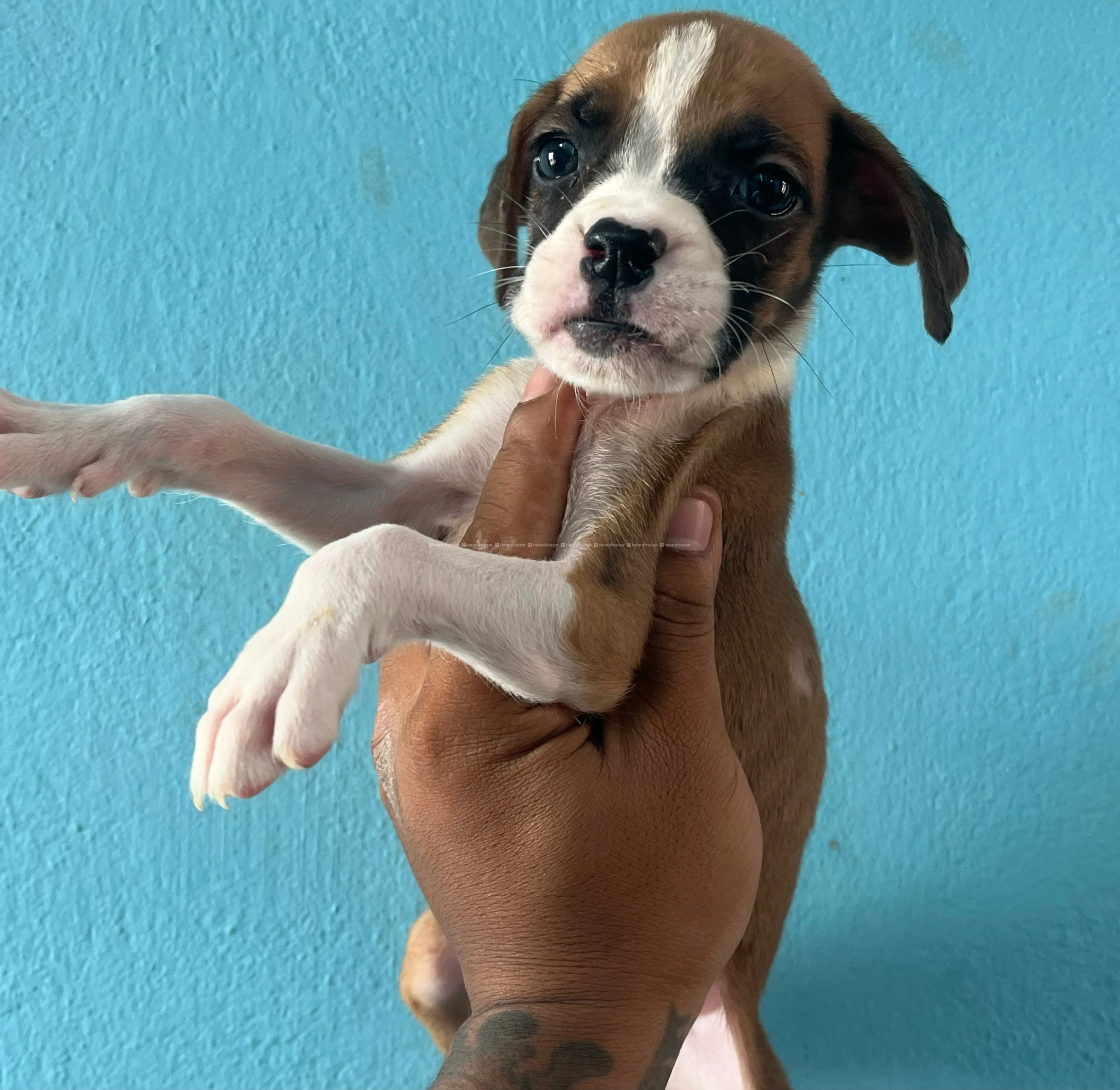 boxer puppy 2