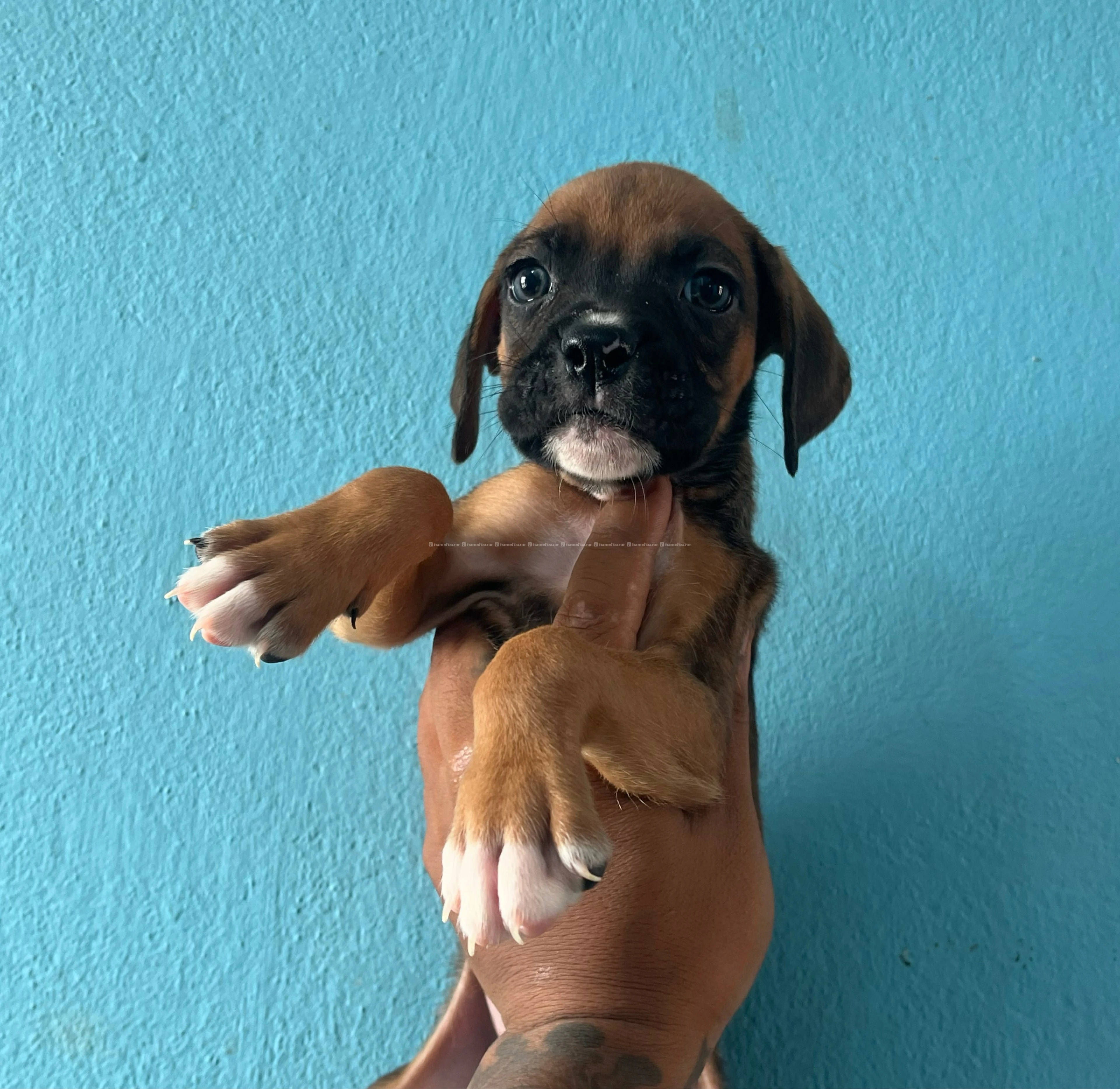 boxer puppy 3