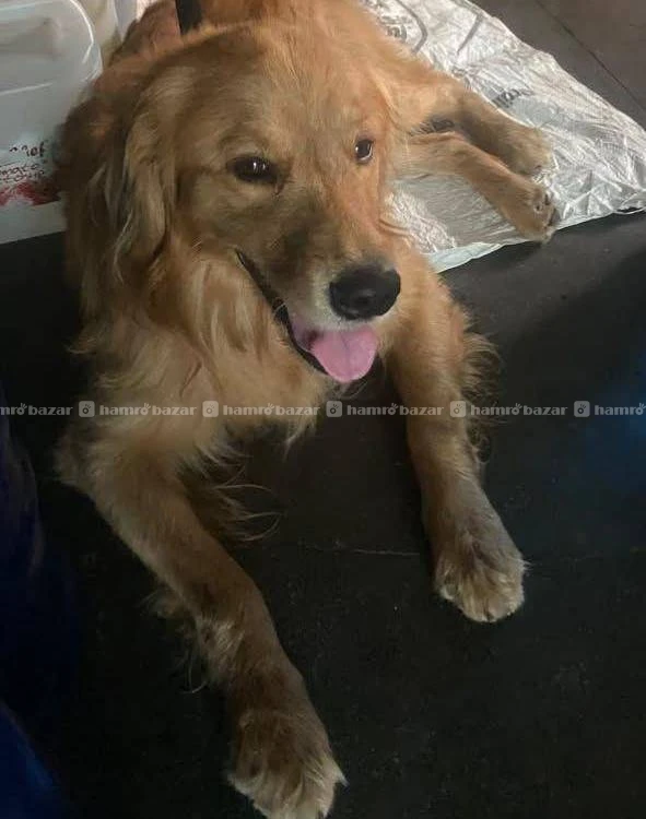 Animal 2