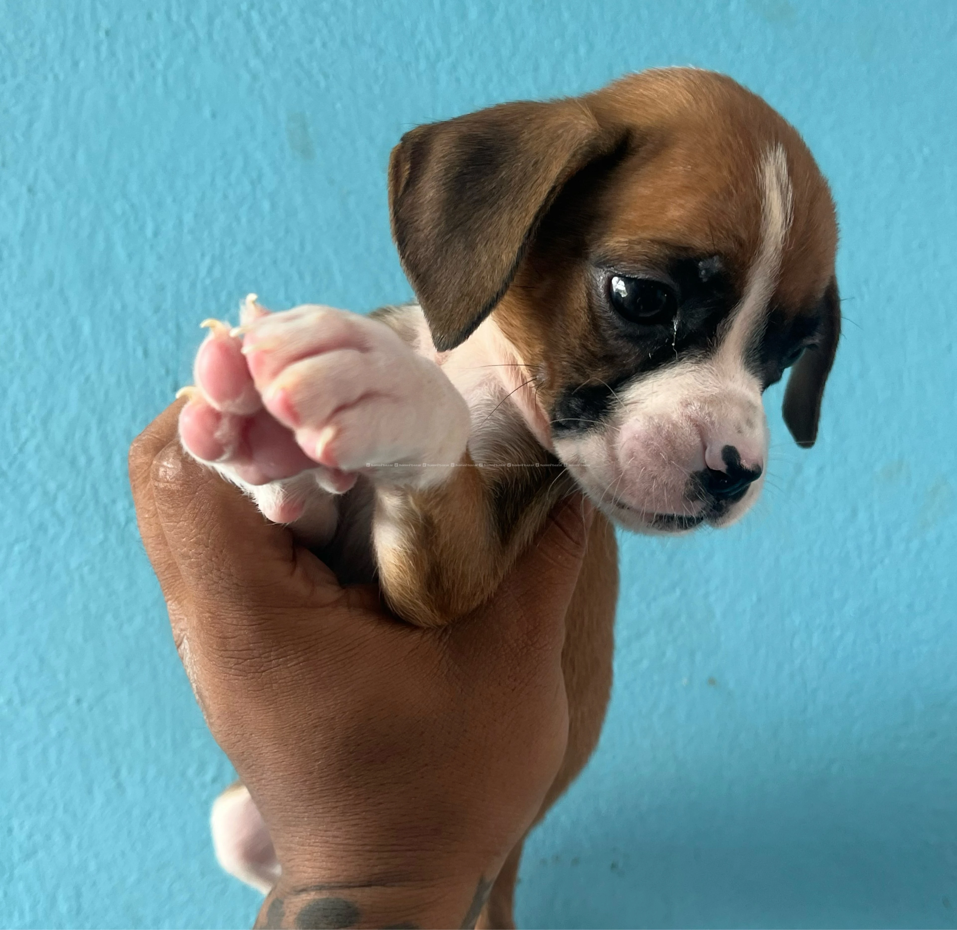 boxer puppy 4