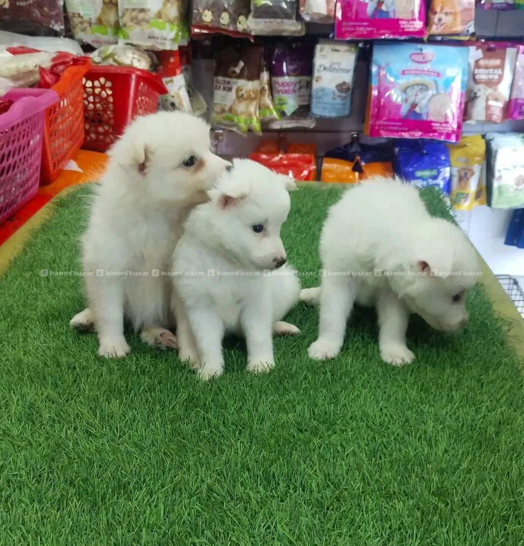 Japanese spitz female puppy on sale 3