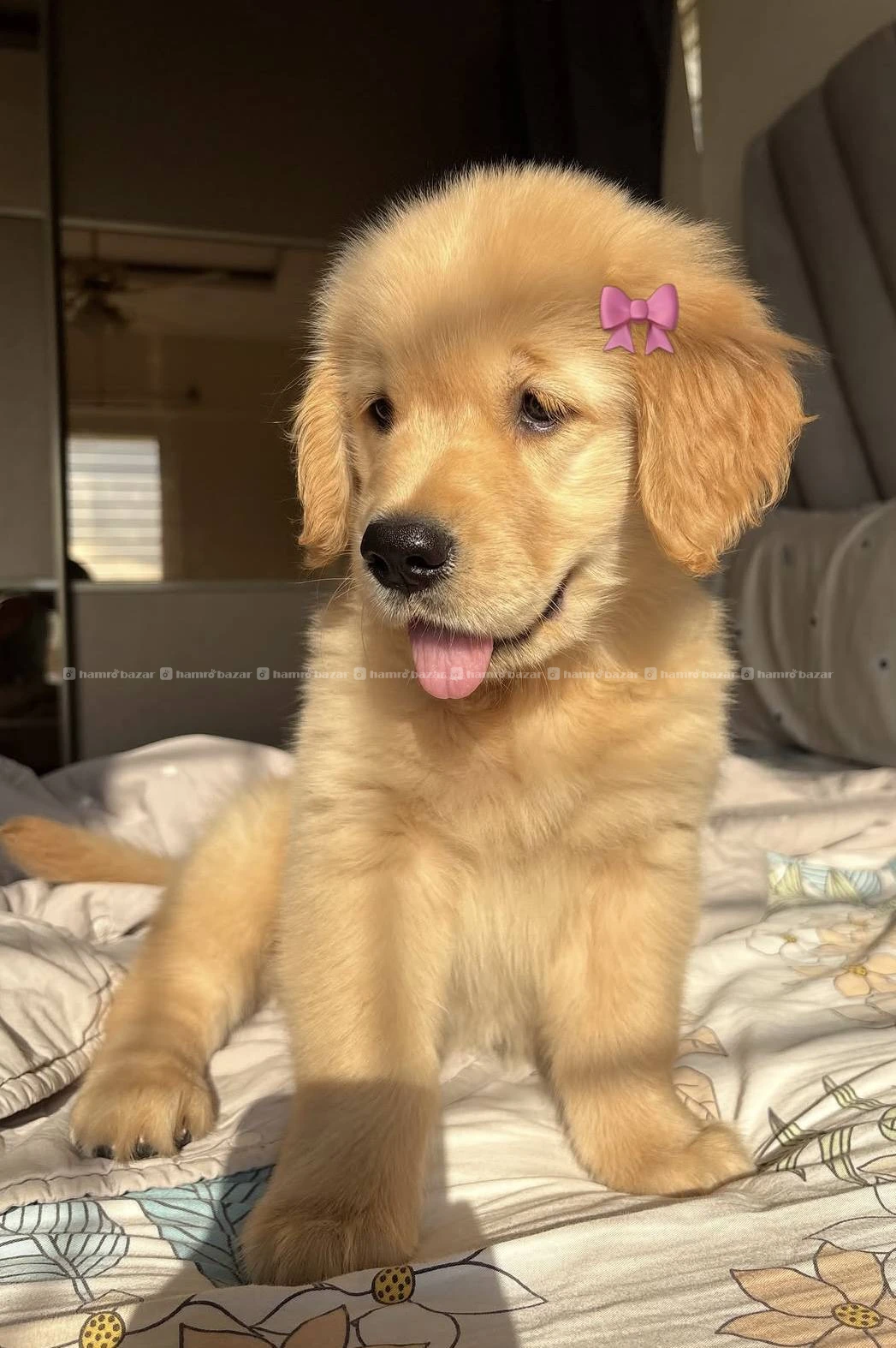 Golden retriever male female available 2