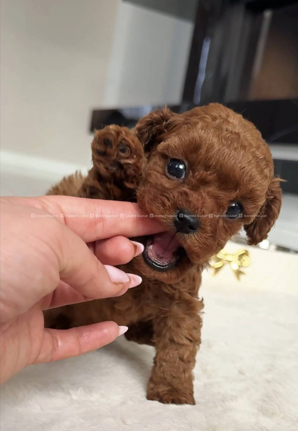 Toy poodle available
