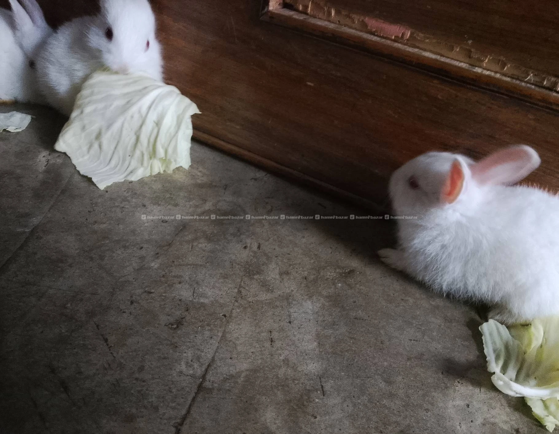 Biratnagar rabbits 2