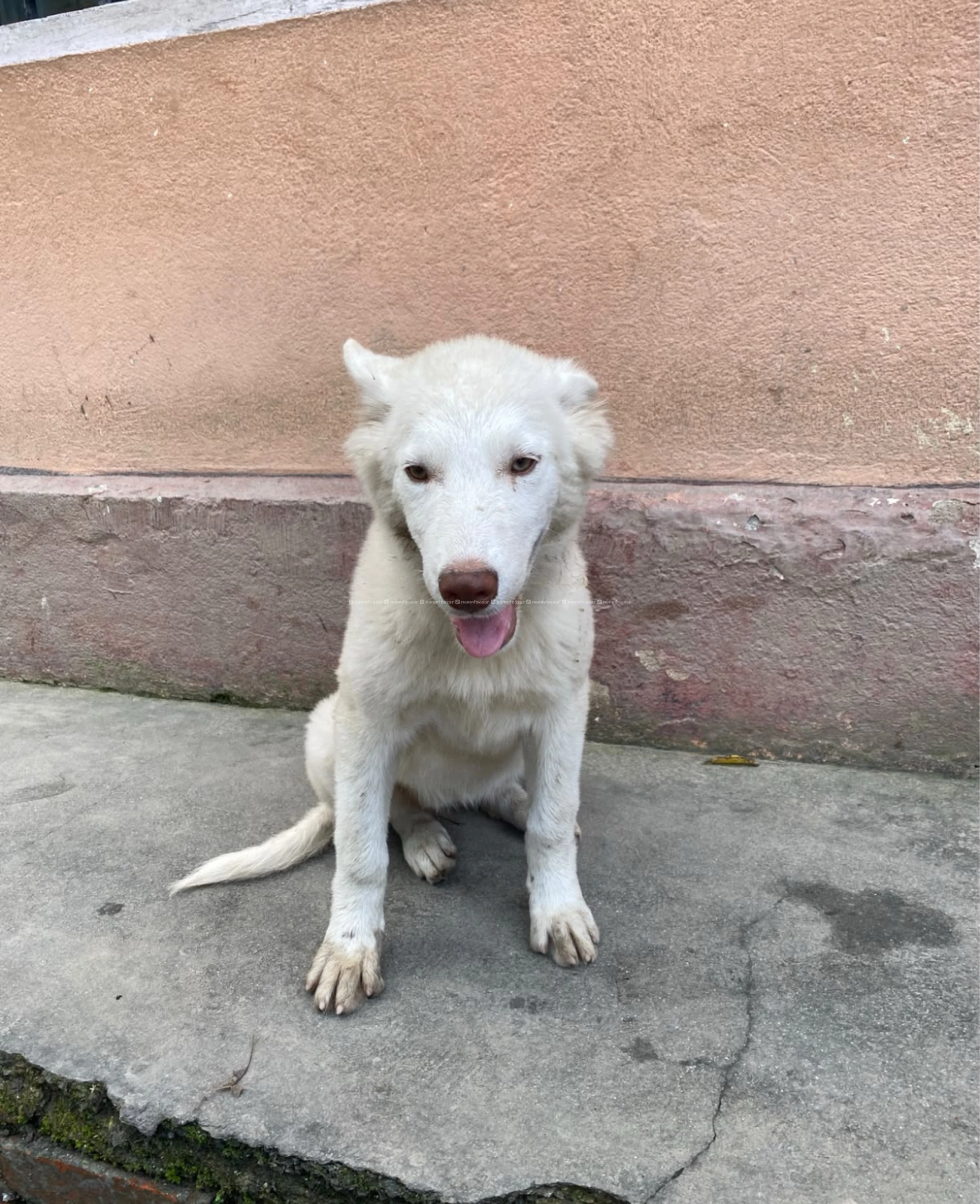 Husky 2