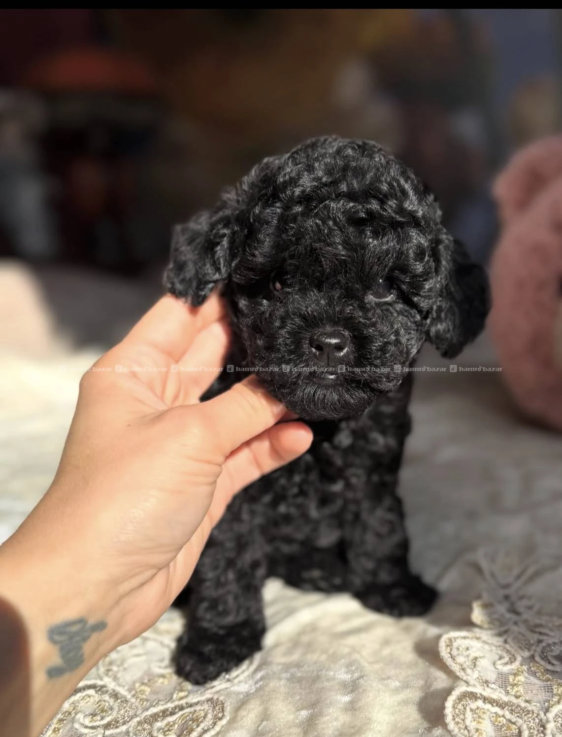 black toy poodle available