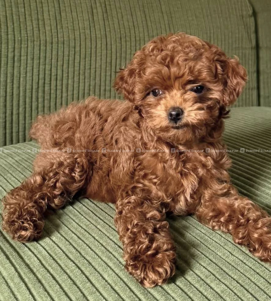 Poodle available