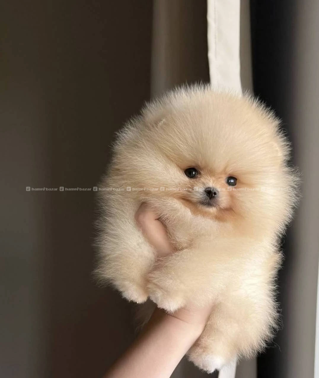 Pomeranian puppy available