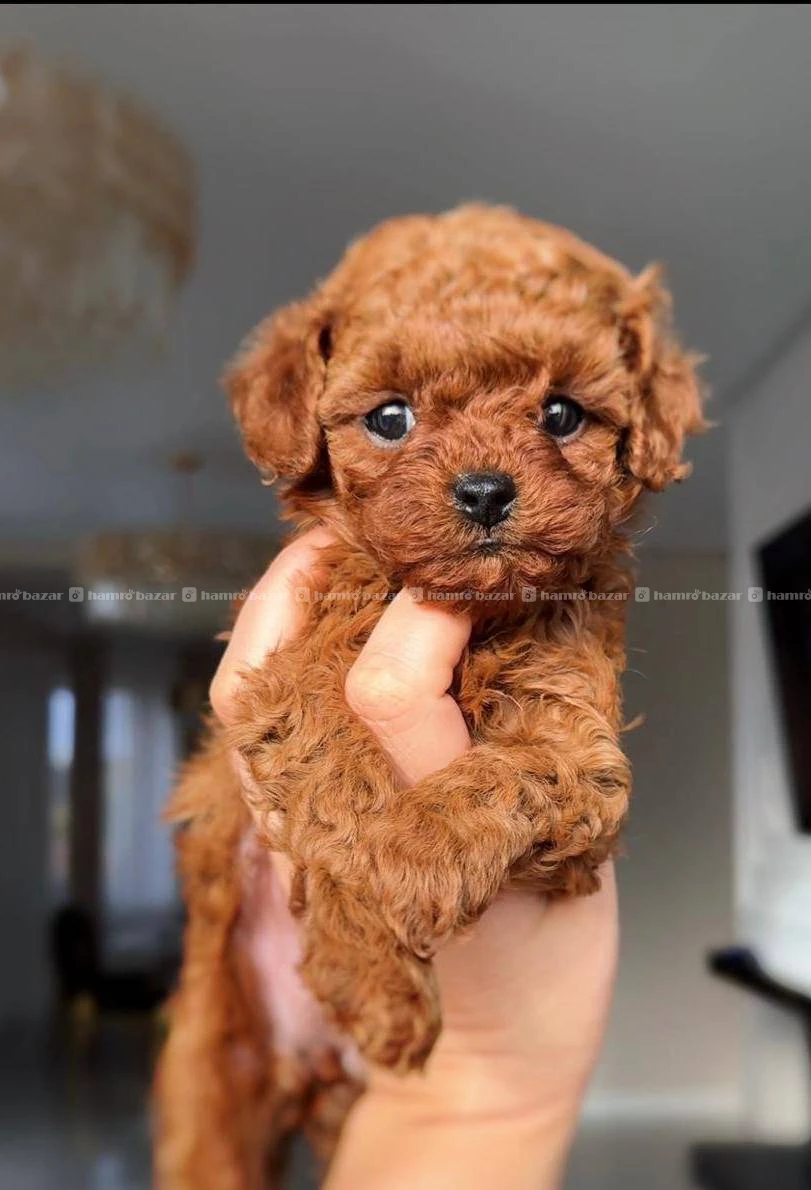 Toy poodle female available