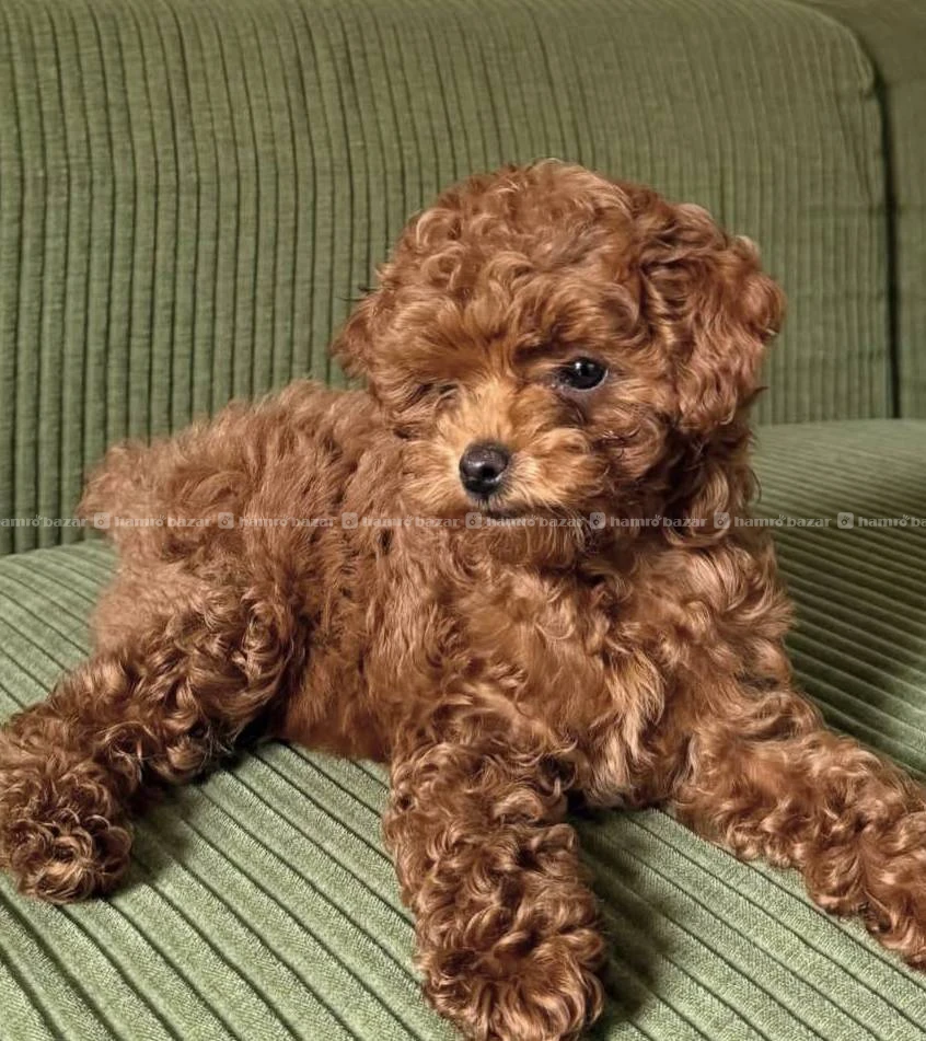 Poodle available 3