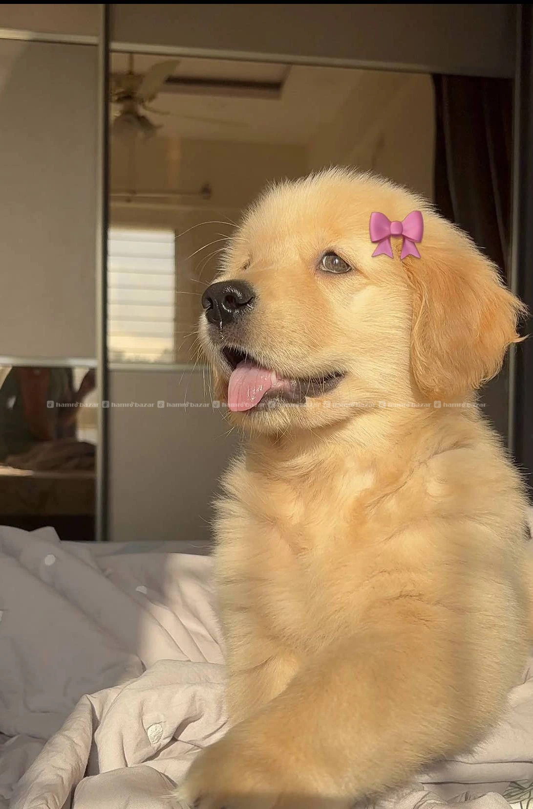 Golden retriever male female available 3