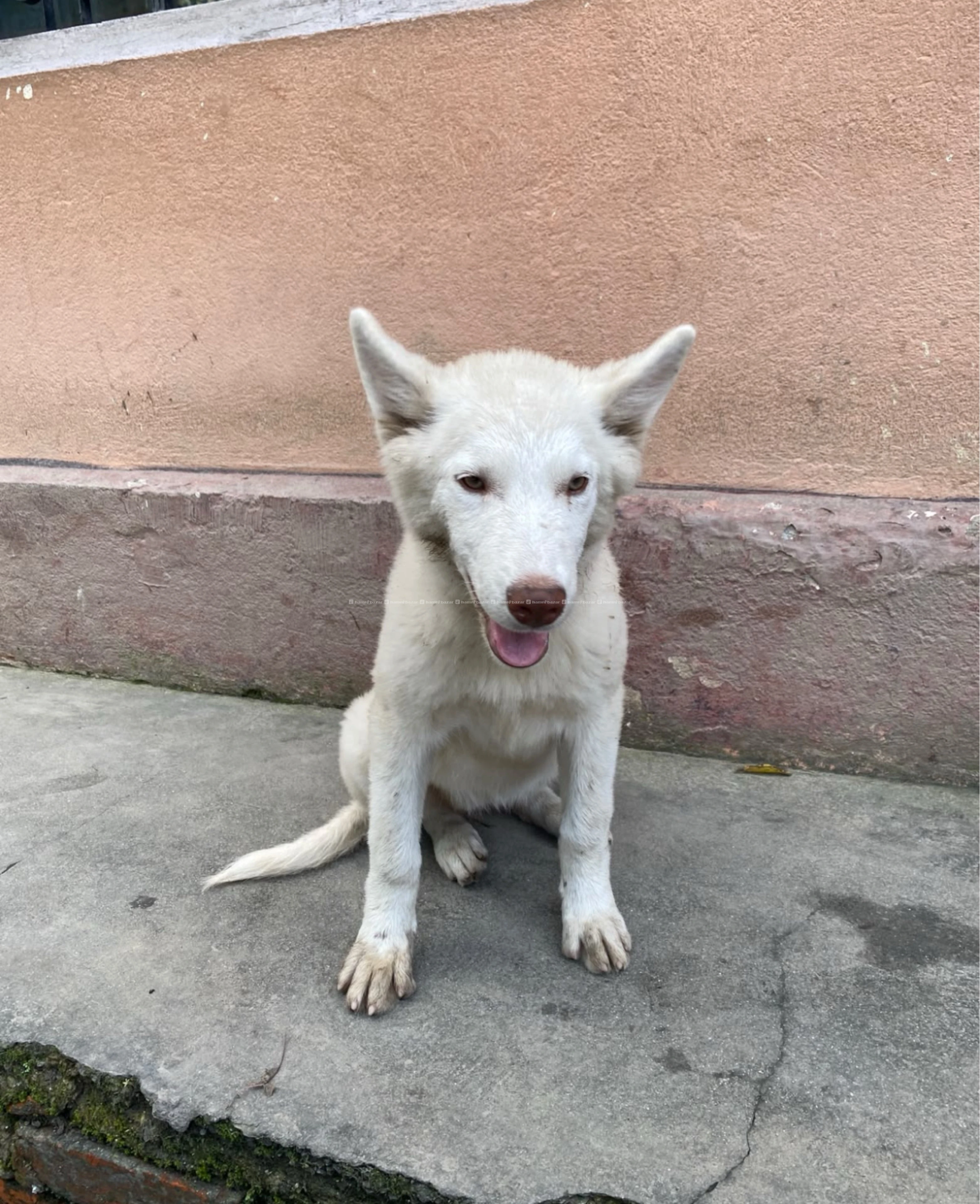 Husky 3