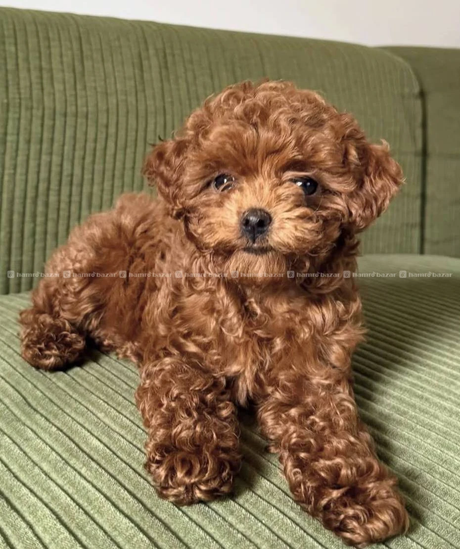 Poodle available 2