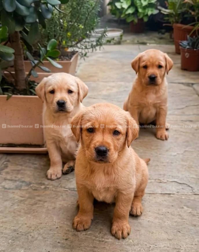 Labrador female puppies on sale 2