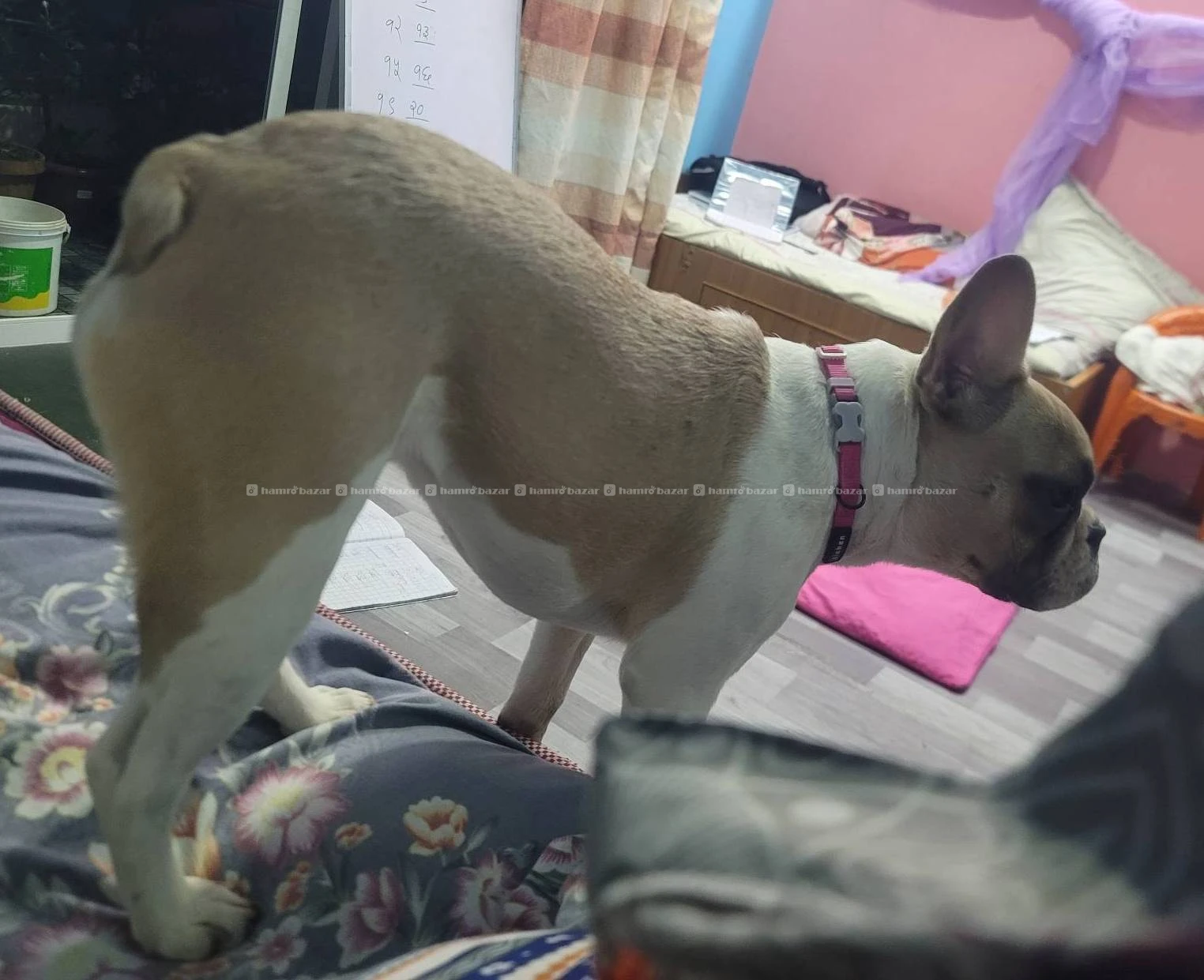 France bulldog female 5 month verry active 2