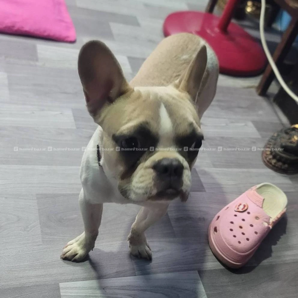 France bulldog female 5 month verry active 4