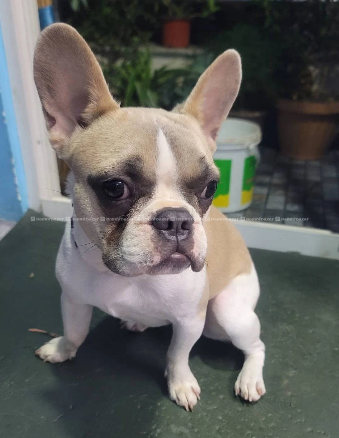France bulldog female 5 month verry active 3