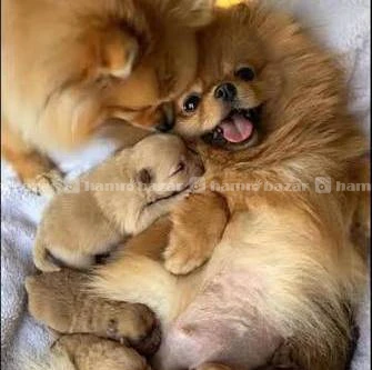 Toy Pomeranian Littre Available