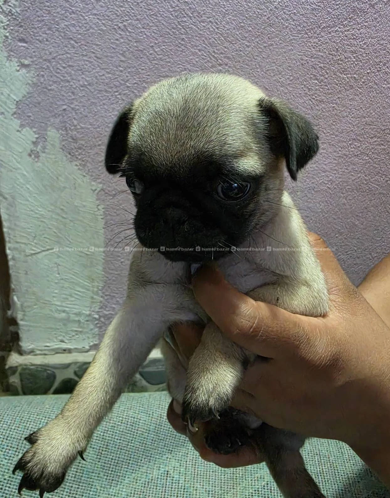 PUG ON SALE! Male & Female 4