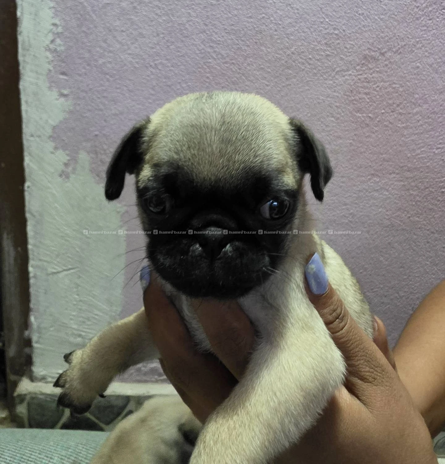 PUG ON SALE! Male & Female 5