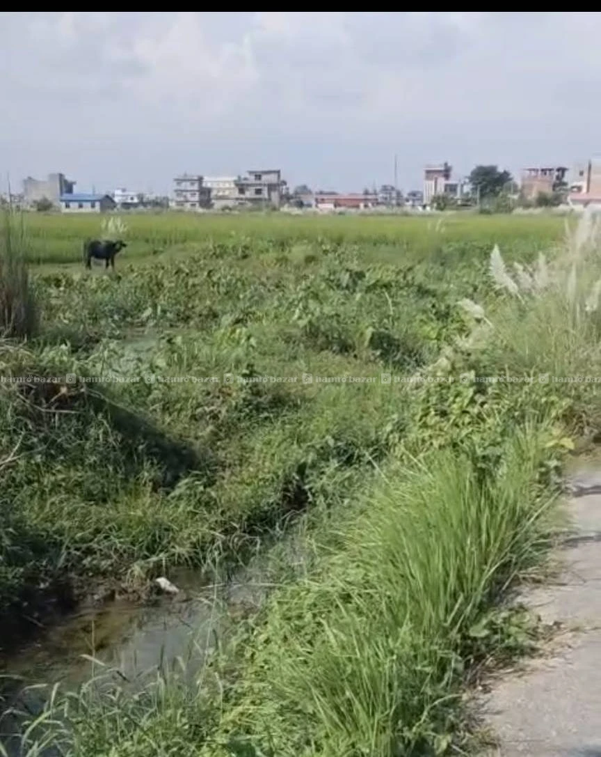 Land Itahari 9 Gaisar reasonable price