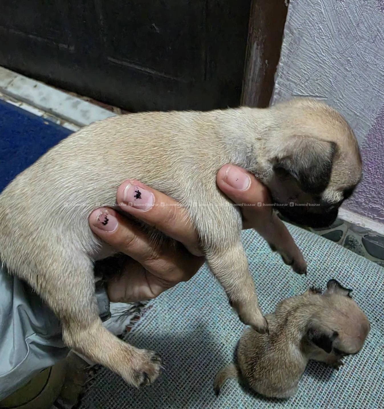 PUG ON SALE! Male & Female 2
