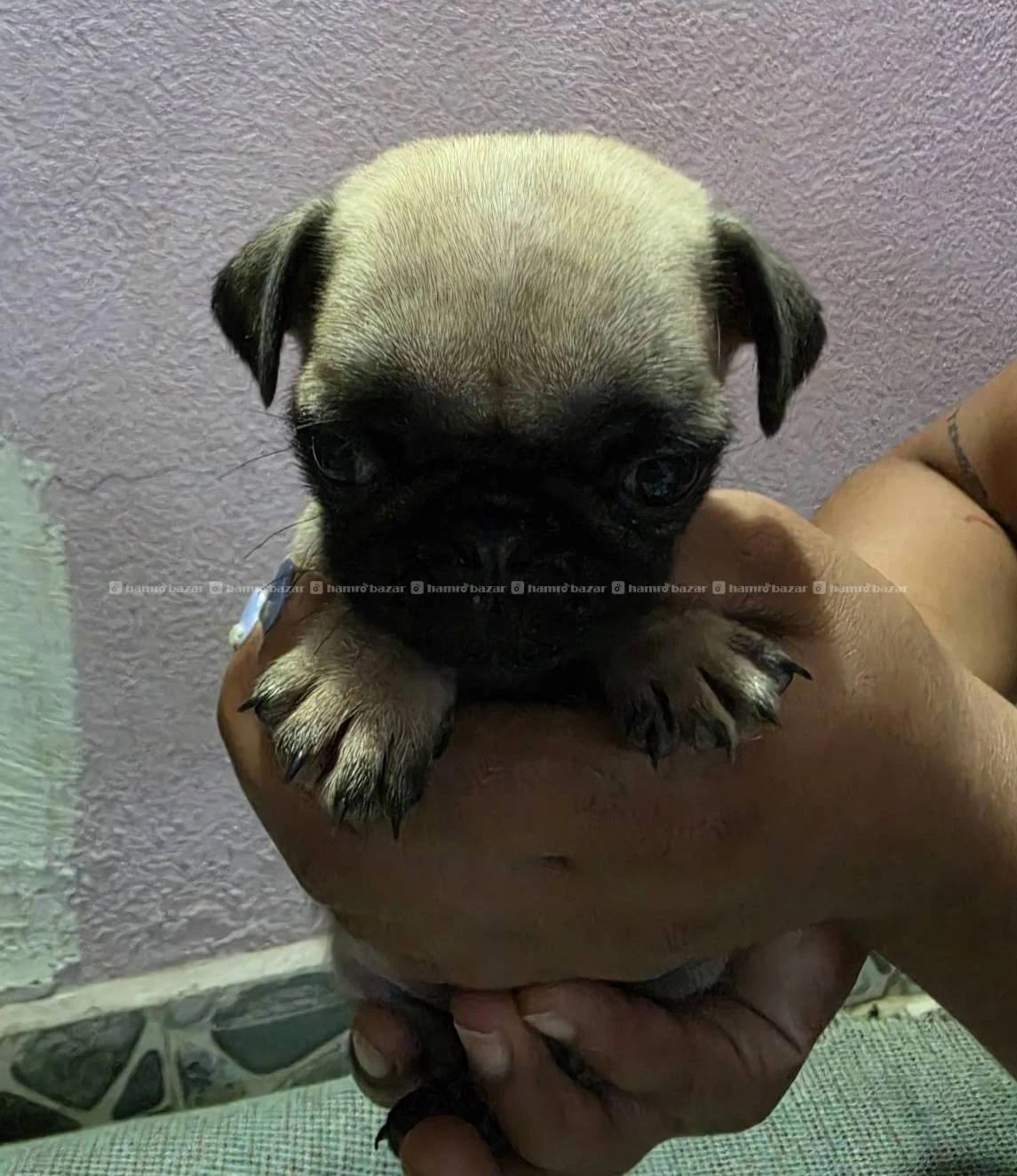 PUG ON SALE! Male & Female 3