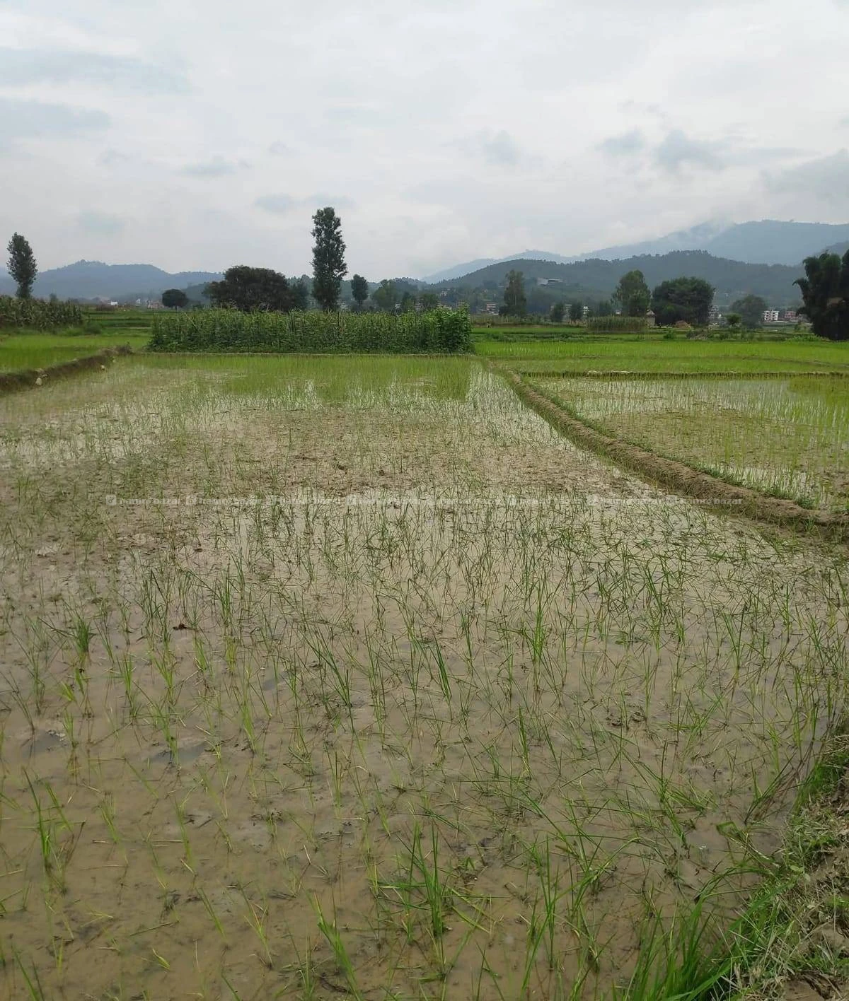 Khet Bikri Ma
