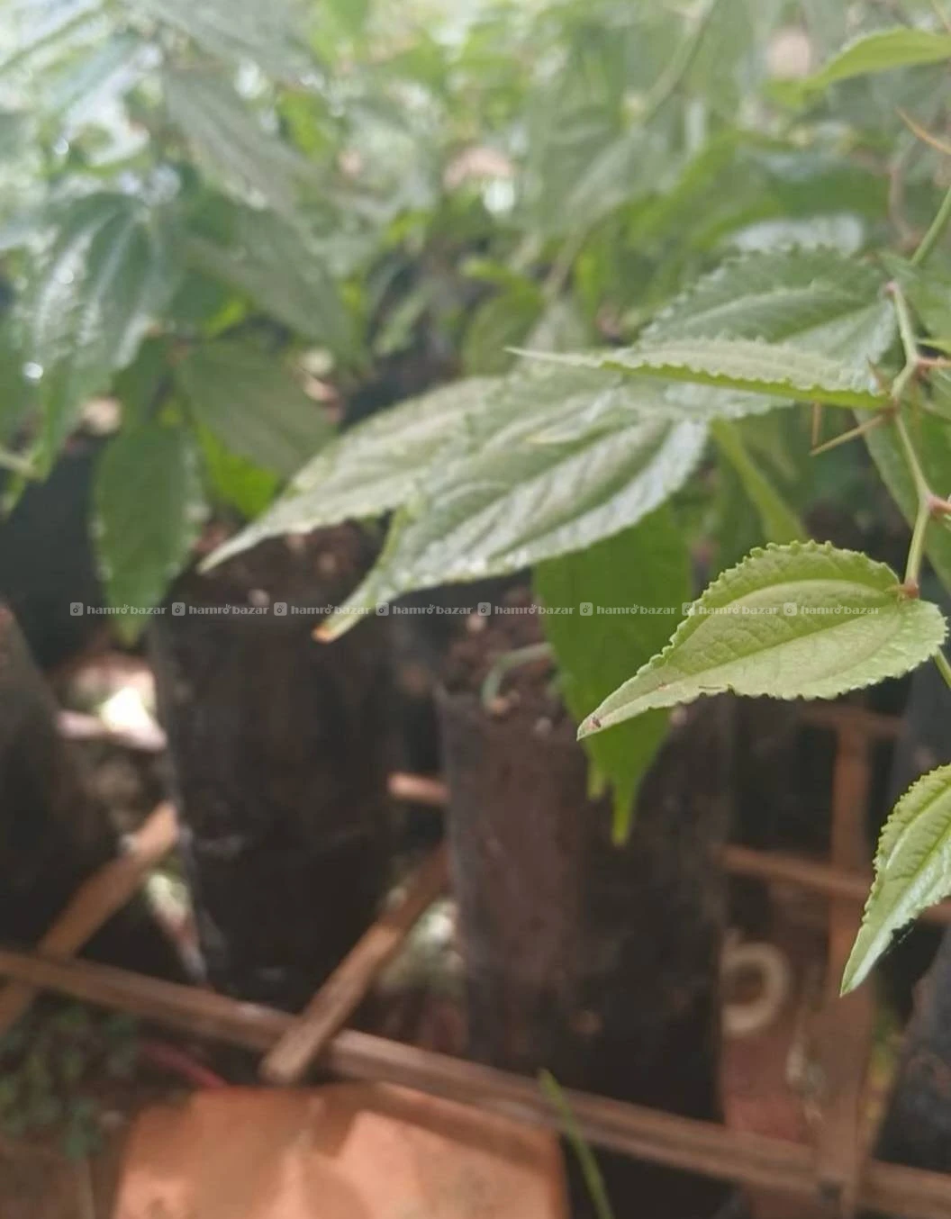 Buddhachitta plant 3eye