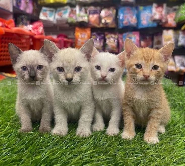 Kitten for adoptio