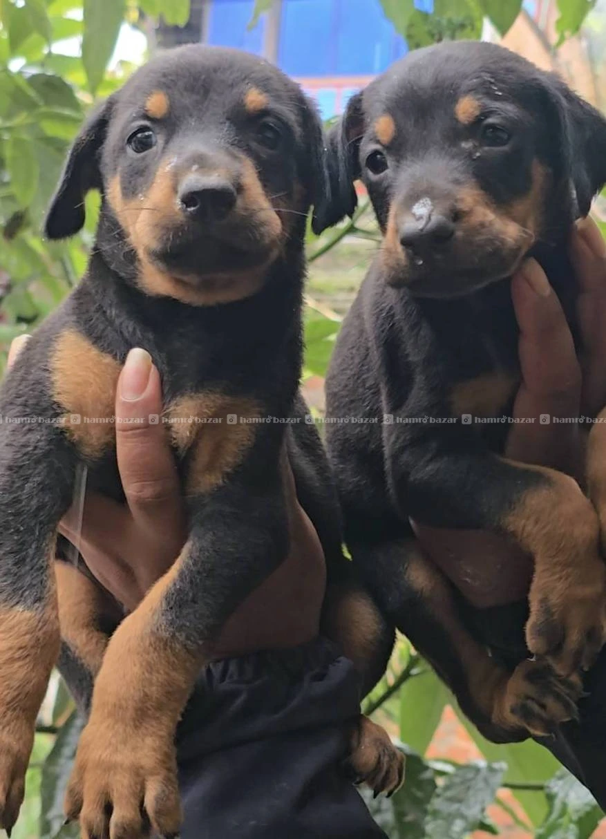 Doberman