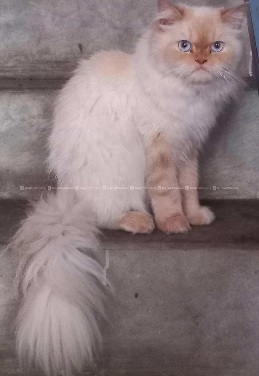 Female Persian cat for adoption